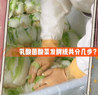 乳酸菌酸菜發(fā)酵統共分幾步